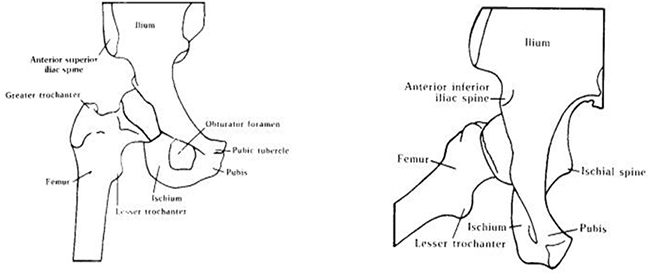 Femur Anatomy