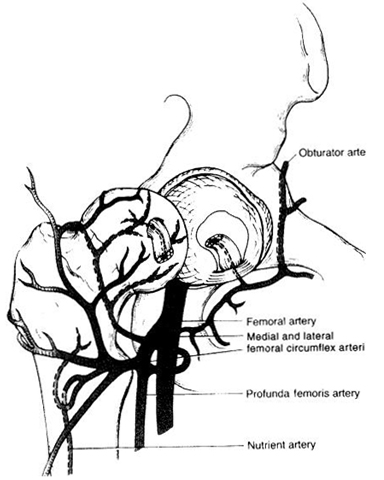 Blood Supply